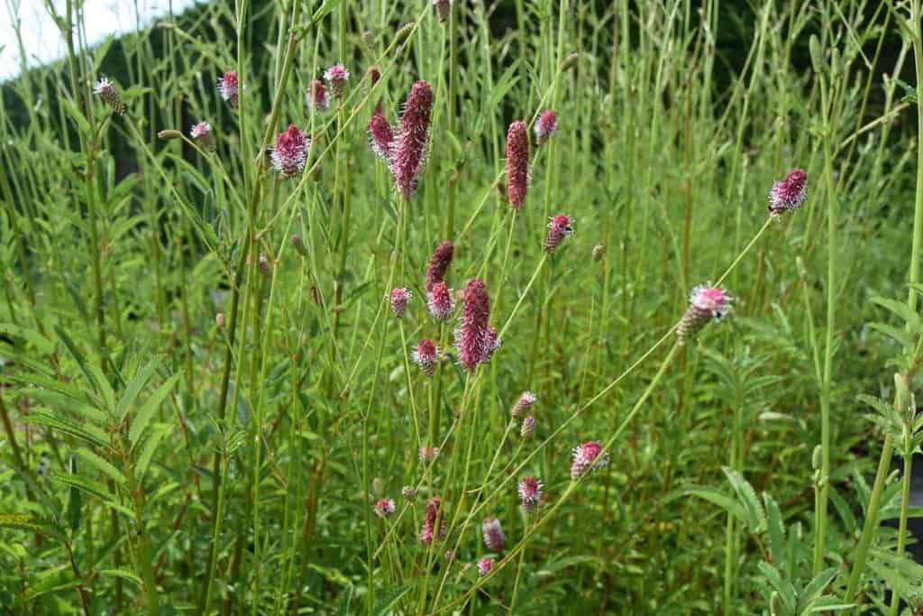 Sanguisorba officinalis 'Red Thunder' ---